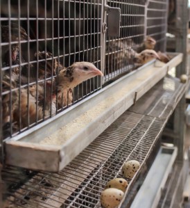 chicken-2088824_1920