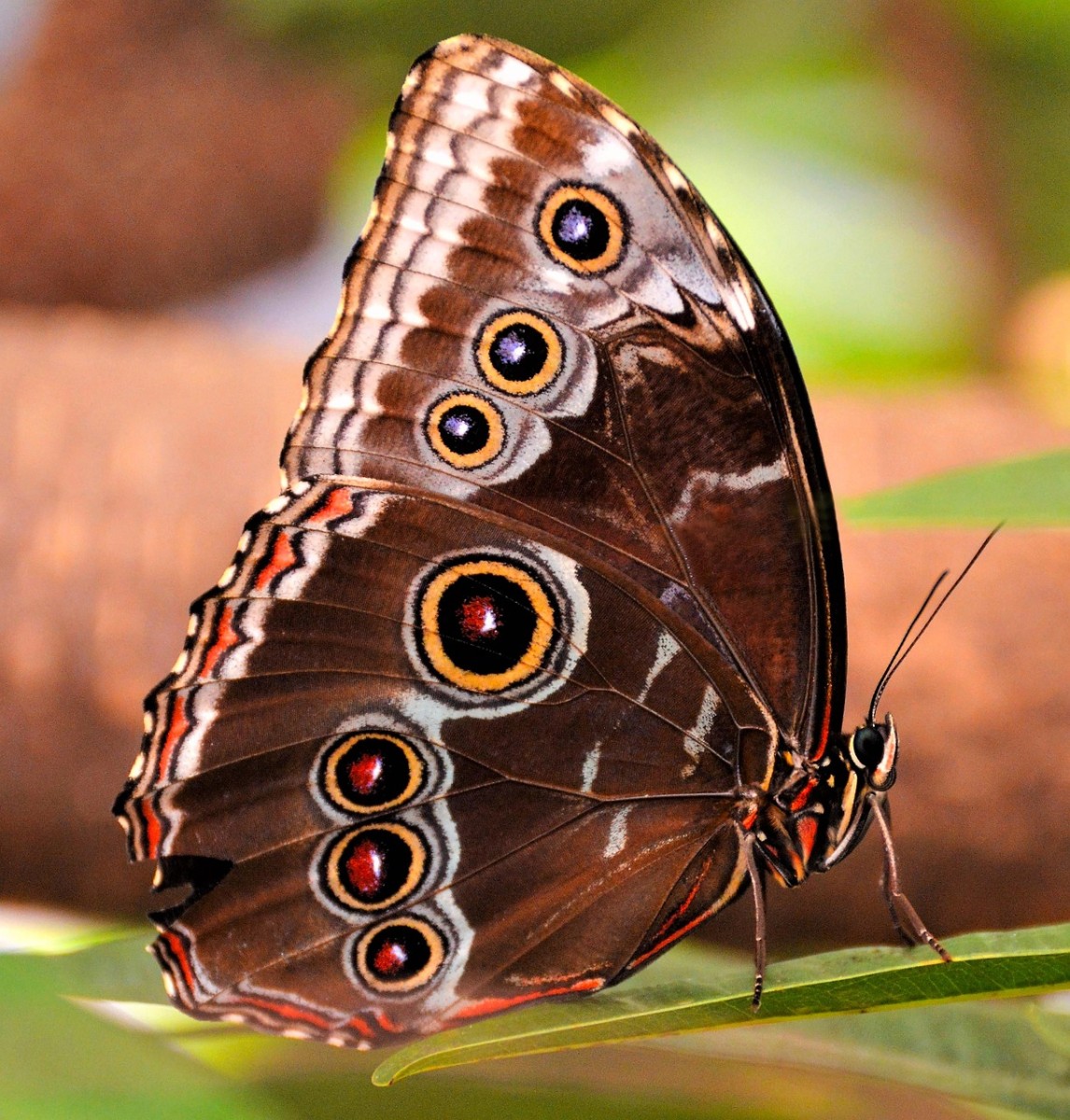 Image by Kathy Kelly from Pixabay